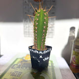Rare Cactus - Columnar Cactus Hybrid - (UYUxVRG)