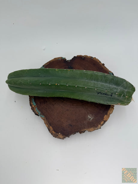 Yogi (Cuttings)