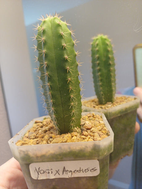 Orange County Cactus  0003 - Yogi x Argentinensis - Pachanoi x Argentinensis