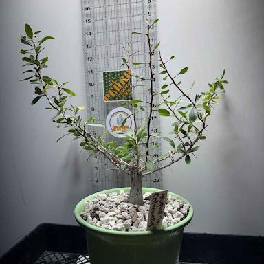 Fouquieria Columnaris -  Boojum Tree