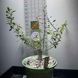 Fouquieria Columnaris -  Boojum Tree