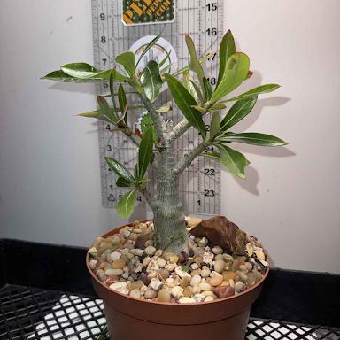 Adenium obesum – Desert Rose