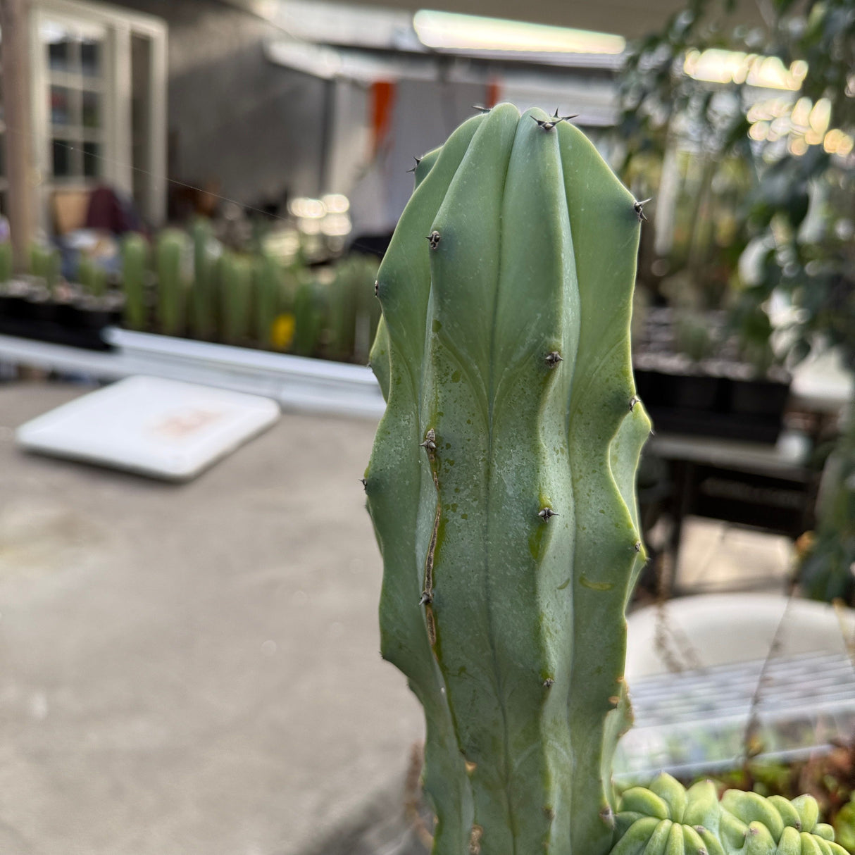 Myrtillocactus Geometrizans