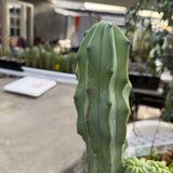 Myrtillocactus Geometrizans