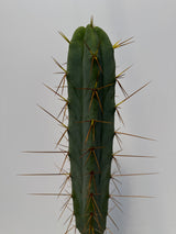 Wowie (Rooted Plants)